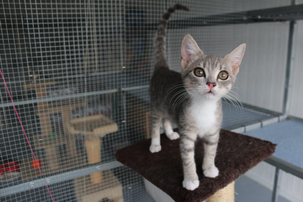 RSPCA PEt Adoption Day: Little Lema is three months old and in need of a caring owner. Photo Laura McKee / The Observer